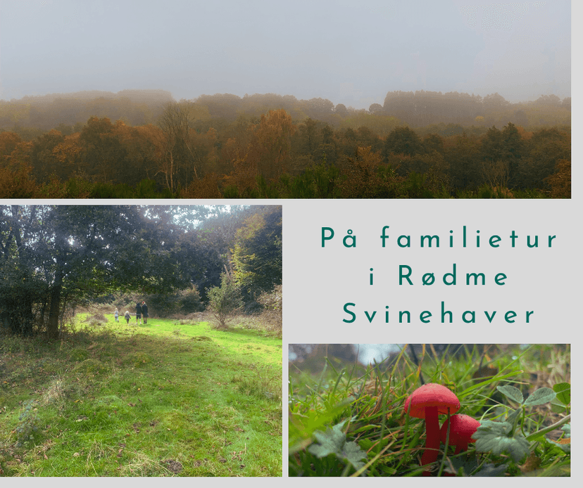 Familietur i Rødme Svinehaver – Natur, leg og opdagelse for hele familien