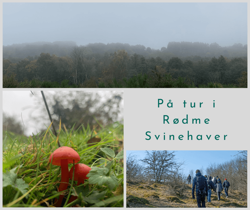 Efterårstur i Rødme Svinehaver